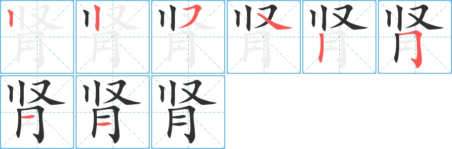 肾字的笔顺，共8画